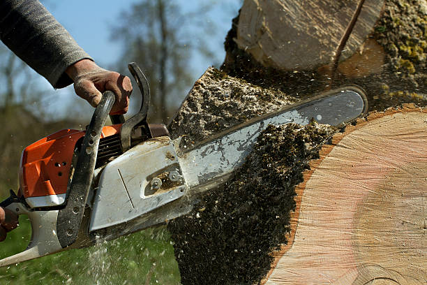 Best Stump Grinding Near Me  in Newcastle, WA